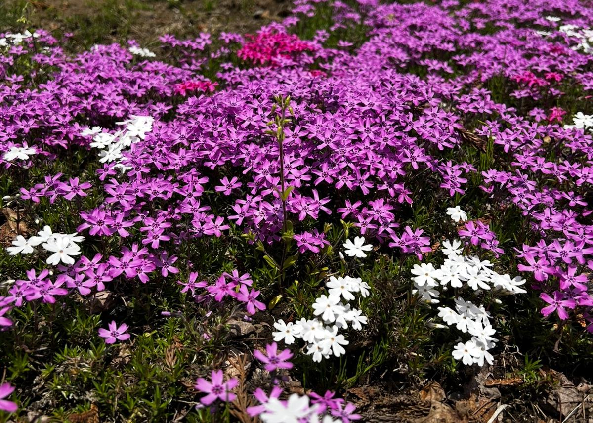カントリパーク 日本庭園