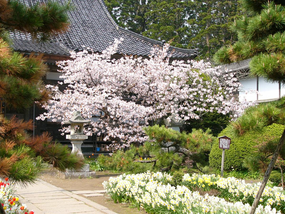 蝦夷霞桜