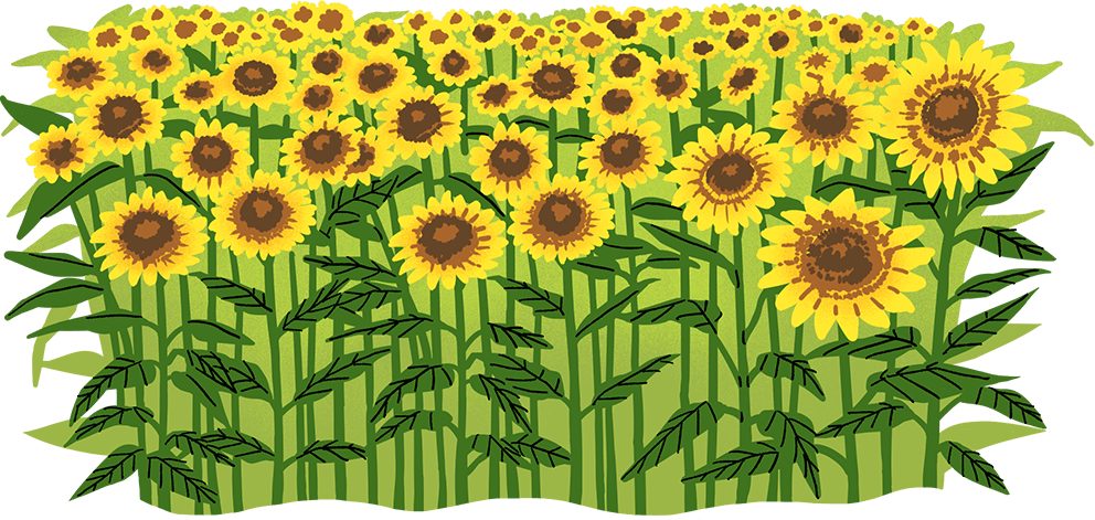 Ohara Sunflower Field Event "What!? Sunflowers in Ohara Now 2024