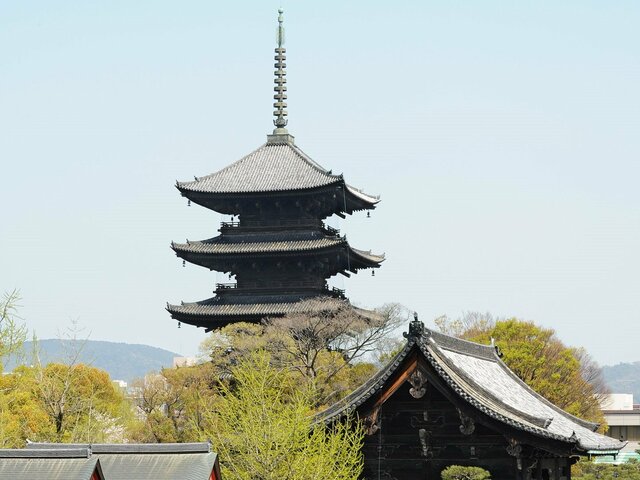 「夜桜ライトアップ」東寺
