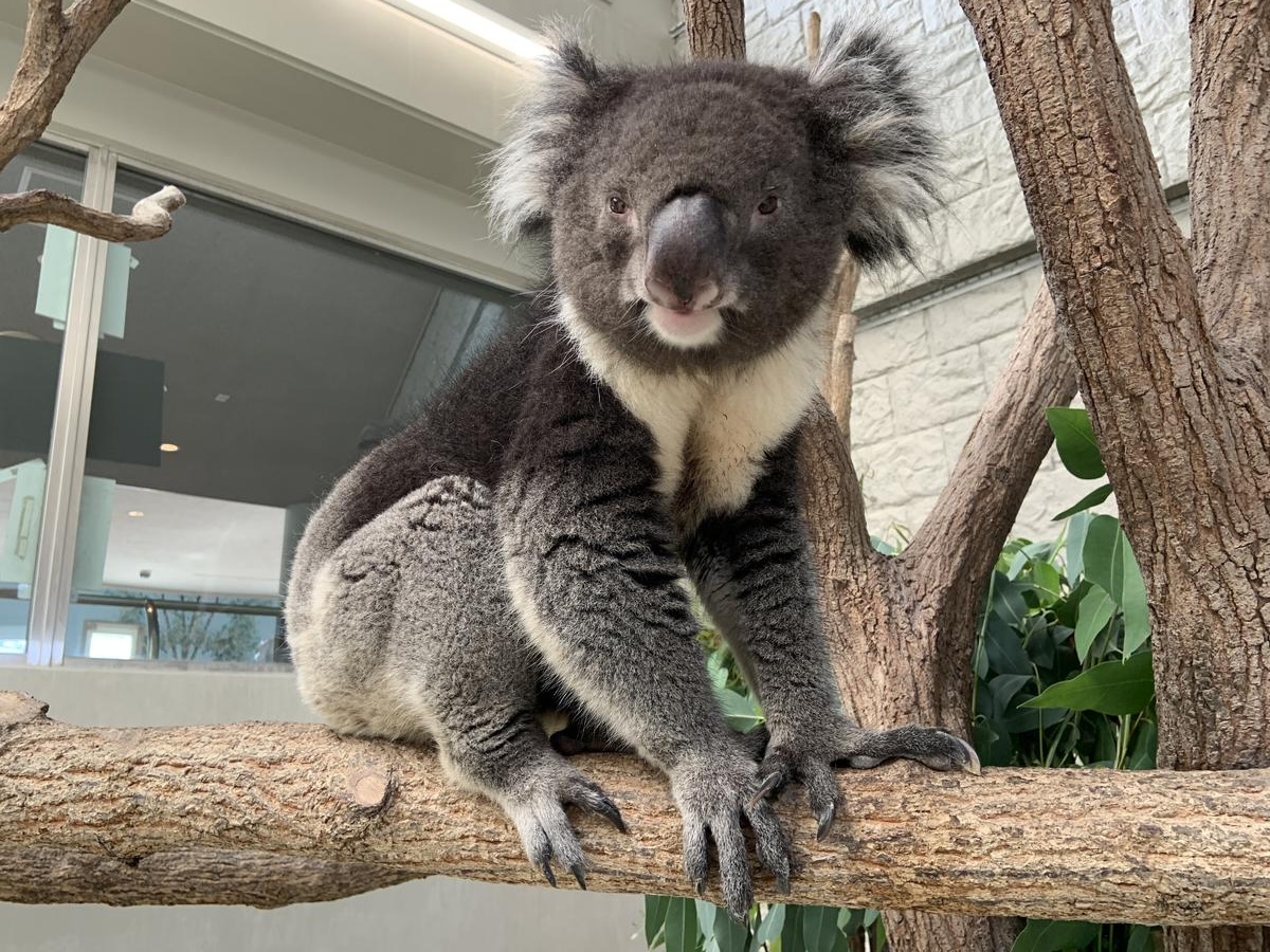 淡路ファームパーク
イングランドの丘