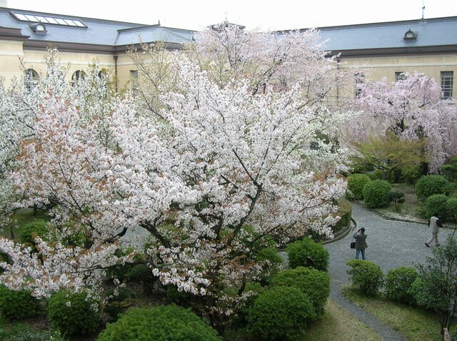 「観桜祭」京都府庁旧本館