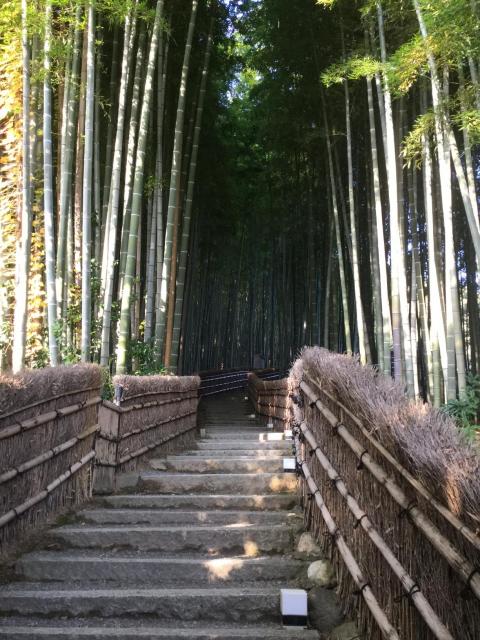 あだし野念仏寺の竹林