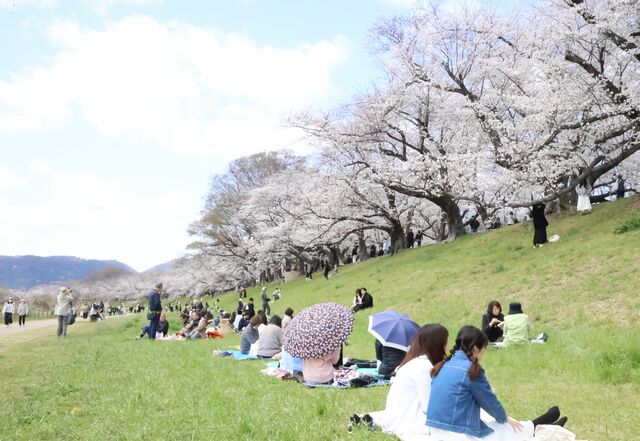 「背割堤さくらまつり」淀川三川合流域