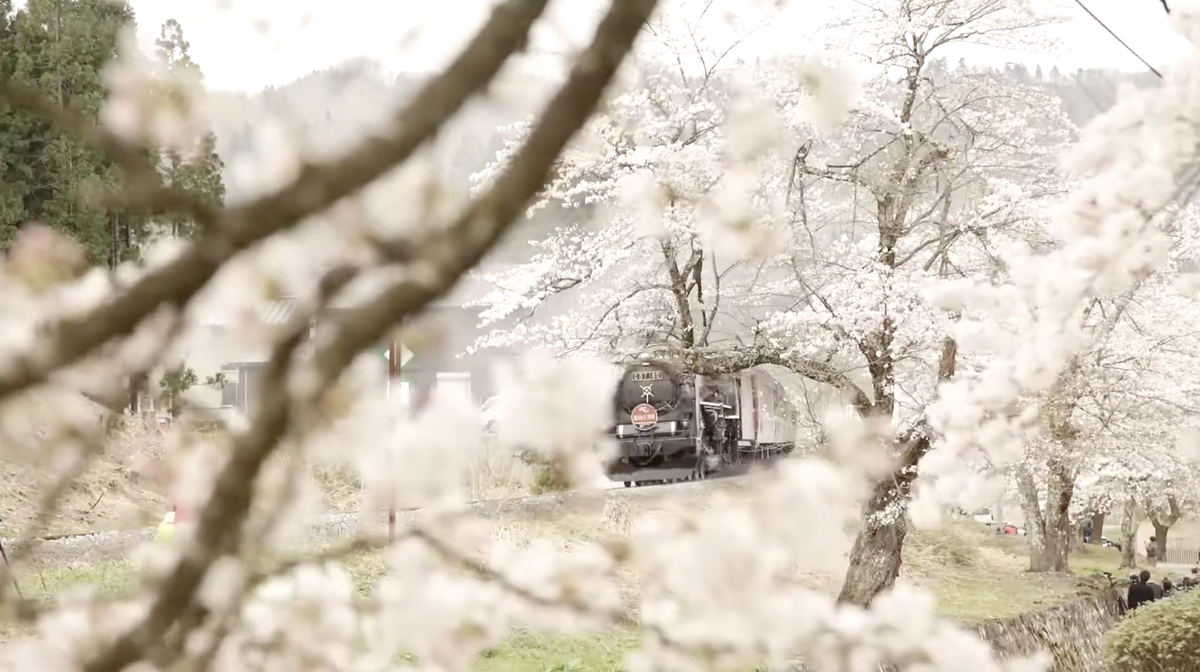 Cherry Blossoms and the Steam Locomotive at Kaminojiri