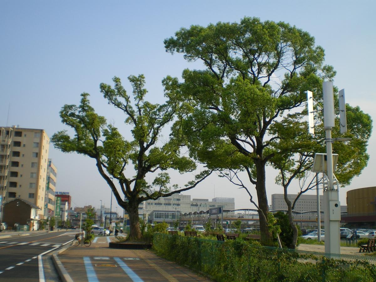 林町のクスノキ