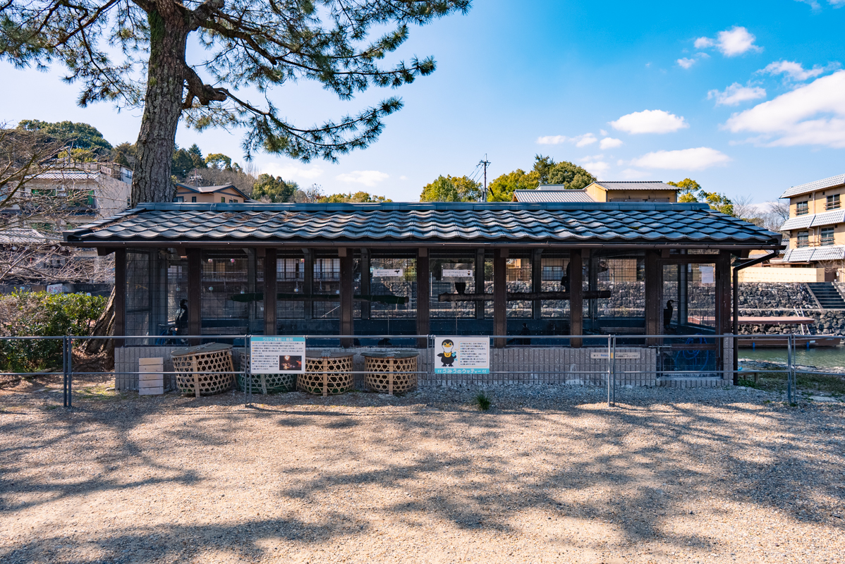Cormorant fishing on the Uji River