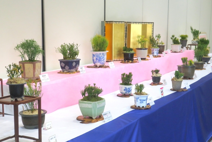 1/27-2/1古典園芸植物 松葉蘭展 -古典園芸植物への誘い-