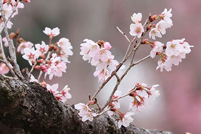 満開🌸東海桜