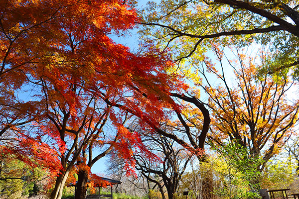 築山の東屋付近のかえで