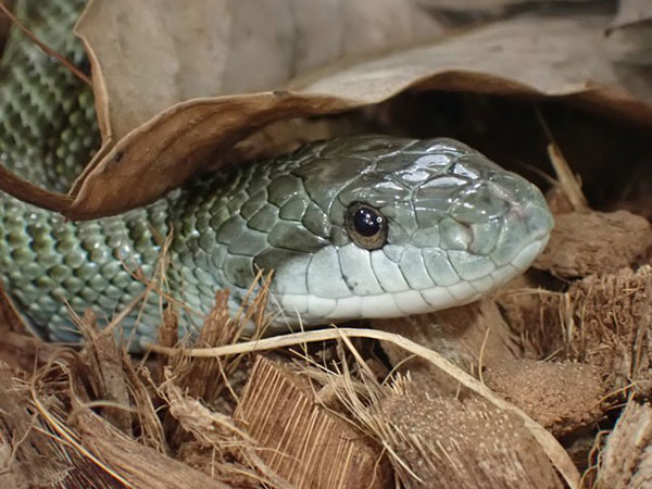 ●へびのナーガ