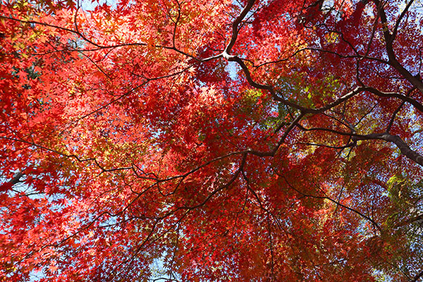 真下から見上げてほしいイロハモミジ