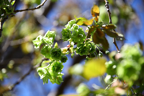 緑の桜🌸御衣黄