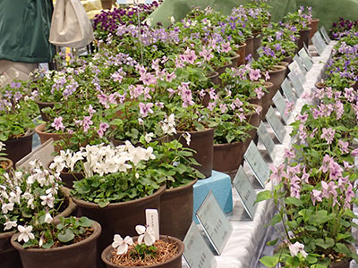 3/31-4/5すみれ展