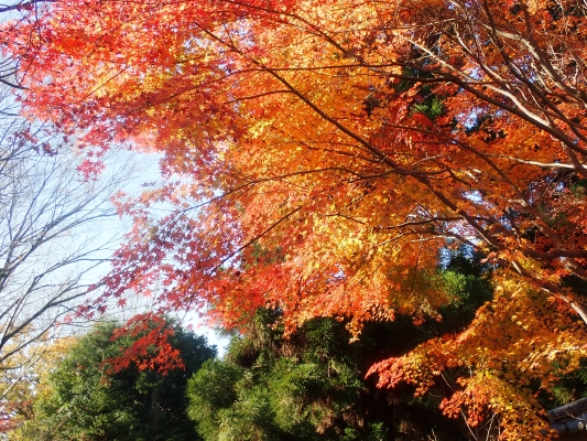 イロハモミジとハウチワカエデ