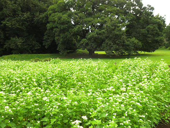 大きなおおきなエノキ