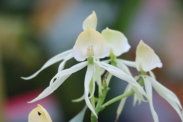まるで火星人!?に見えるラン