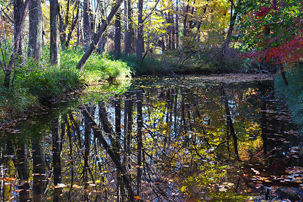 下池に映る赤や黄色の紅葉