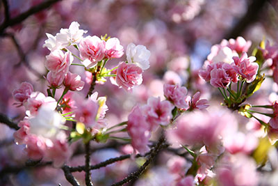 桃色の桜🌸笹部桜