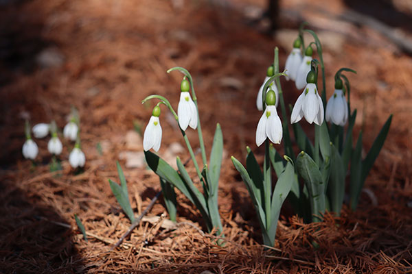 スノードロップ