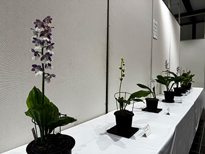 4/14-4/19えびね展