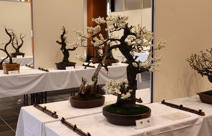 2/3-2/8梅と早春の植物展
