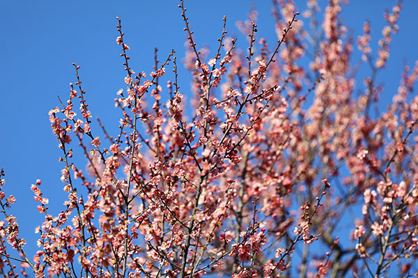 梅「一重寒紅」