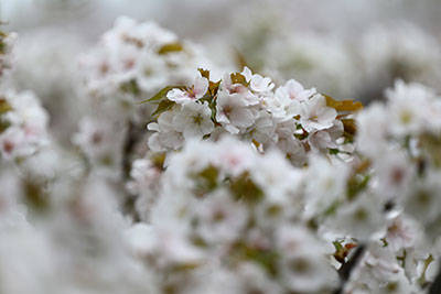 サトザクラ🌸沢山!