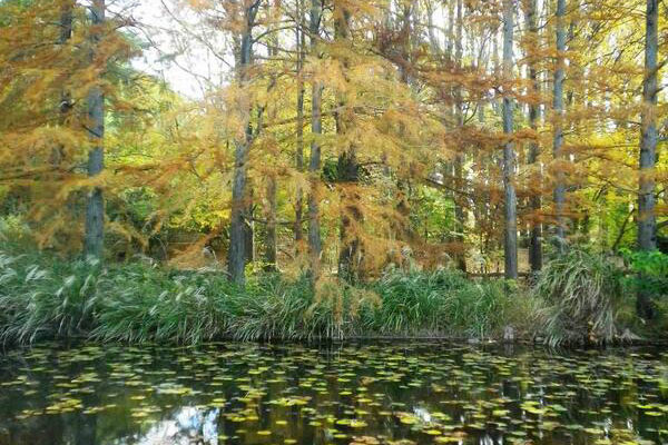 キャラメルの香りカツラ並木