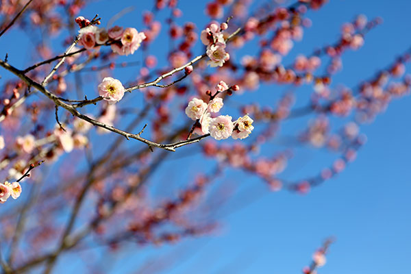 2/10-3/1うめまつり