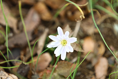 さくら園のユキワリイチゲ