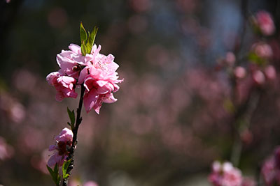 満開🌸はなもも