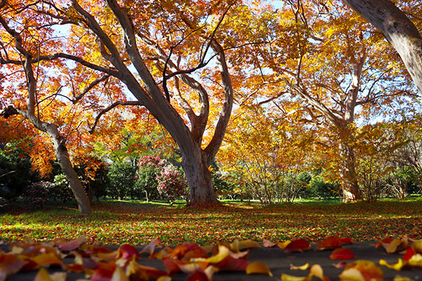 圧巻のシマサルスベリ