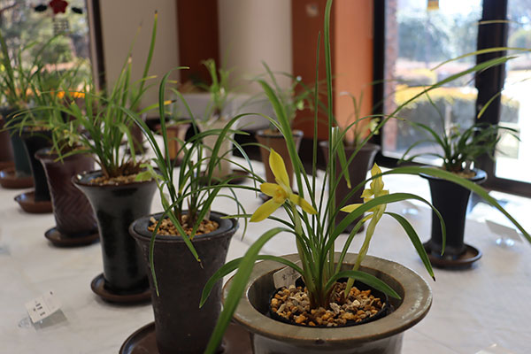 2/25-3/1中国春蘭展