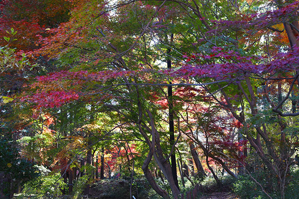 歩くだけで癒されるせせらぎの小道