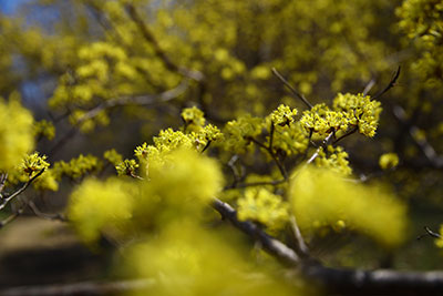 満開🌸サンシュユ