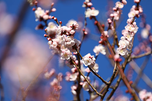 梅「薄色縮緬」