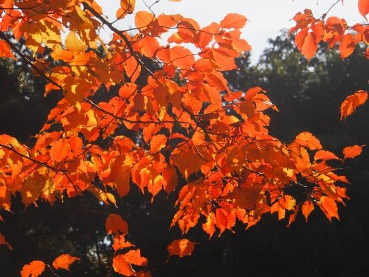 アカシデ、イヌシデ、クヌギ、コナラ