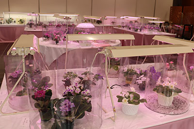 3/3-3/8セントポーリア展