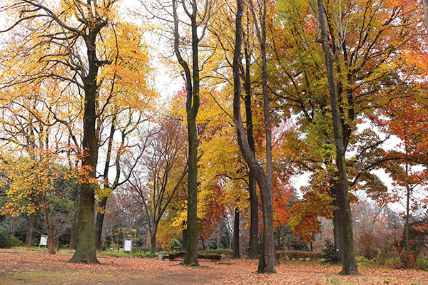 モミジバフウとステキな実