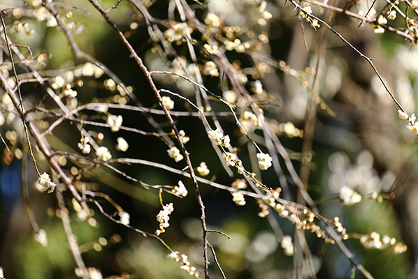 梅 白滝枝垂(しらたきしだれ)