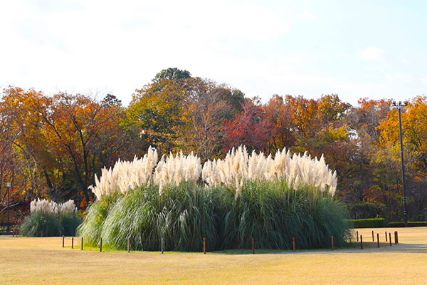 BIGでビックリ!パンパスグラスとパンパスグラスとピンクパンパスグラス