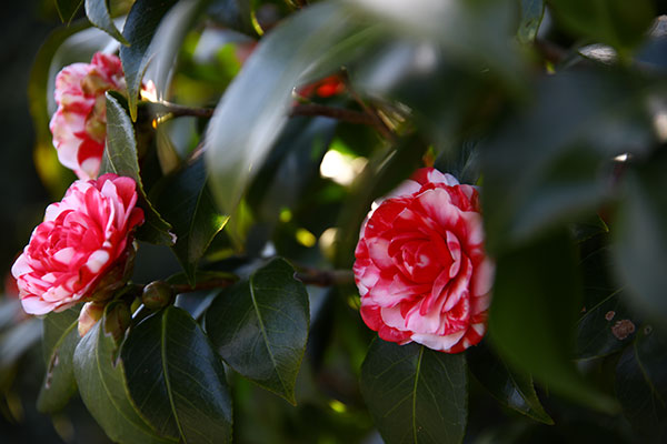 1/3 早咲きの椿