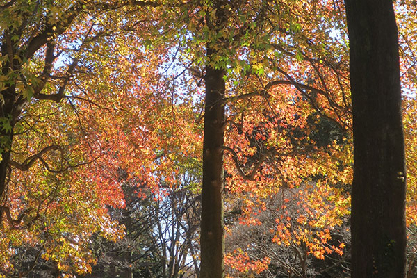 おおきなユリノキ