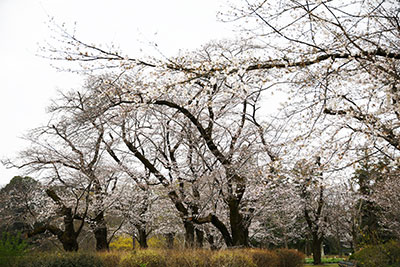 見ごろ🌸ソメイヨシノ