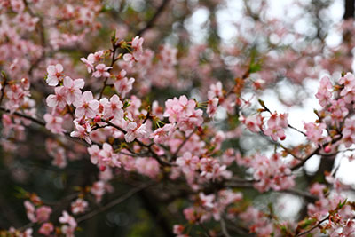 はぎ園の河津桜