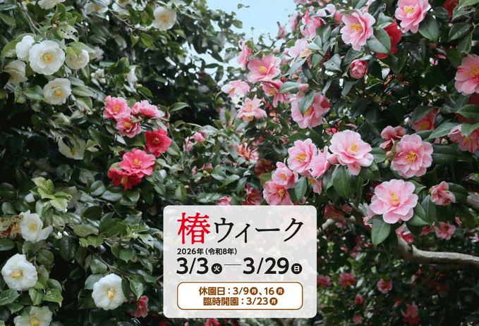 3/3-3/29つばきウィーク🌸