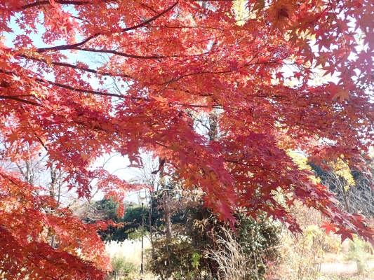 カツラとイロハモミジ
