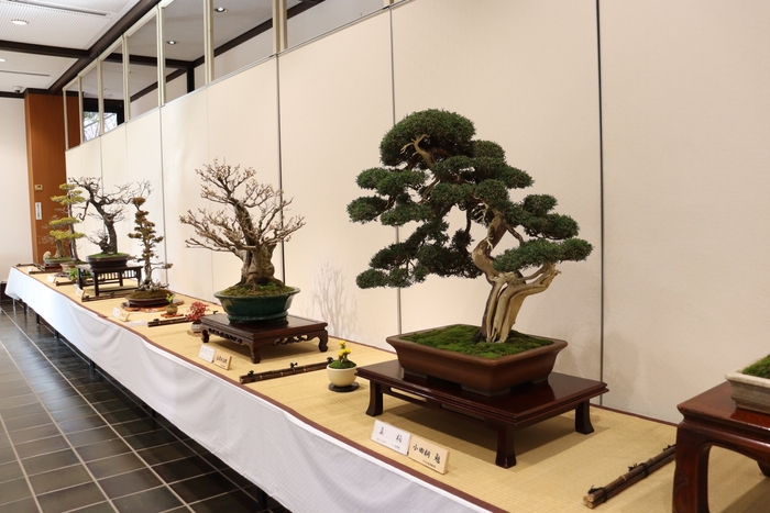 1/20-25早春の盆栽展