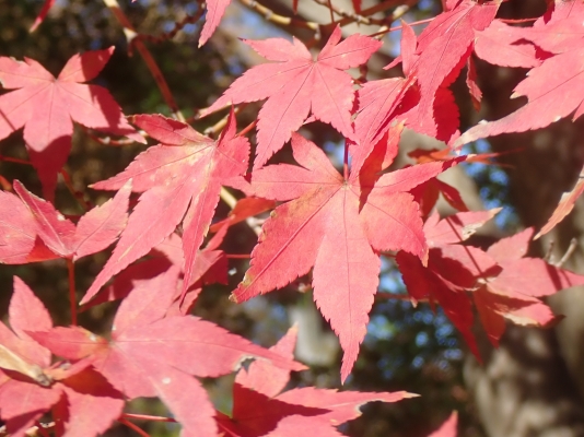 イロハモミジと緋色に染まるメグスリノキ